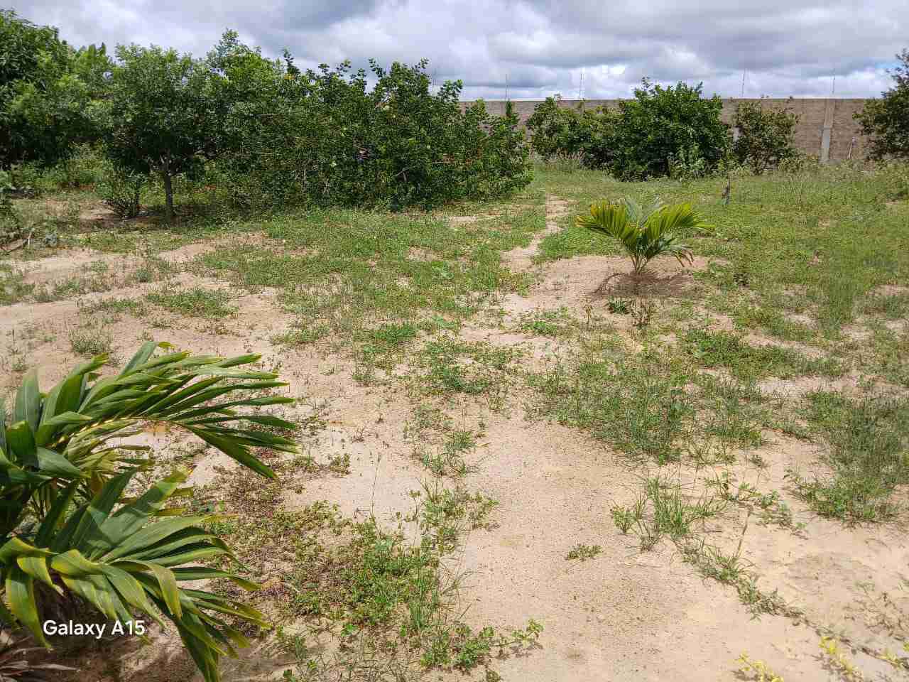 Sítio à Venda, zona Rural , São Sebastião do Passé, BA - foto 19