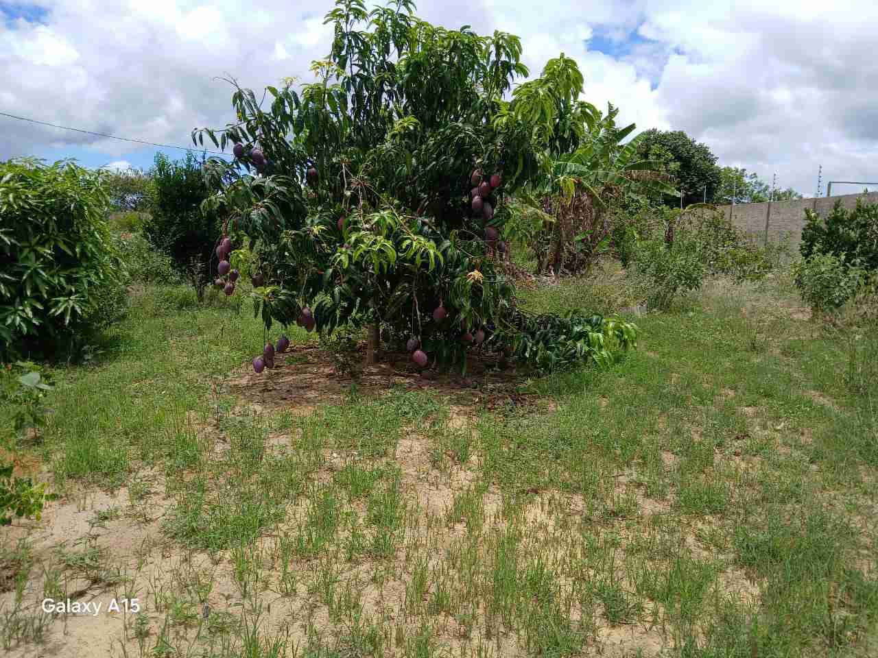 Sítio à Venda, zona Rural , São Sebastião do Passé, BA - foto 21
