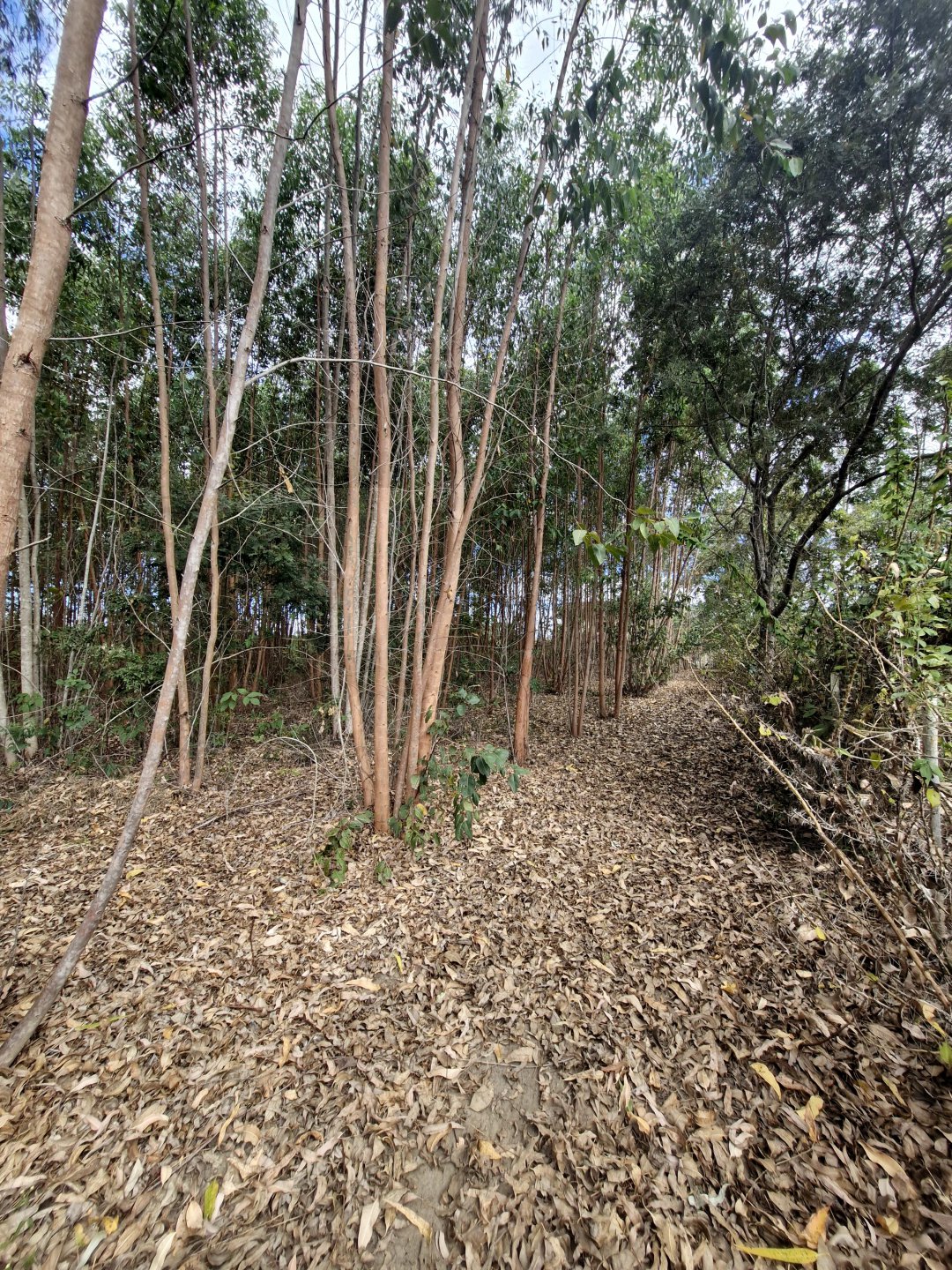 Lote à venda de 6.000m² No Parque Imperial - foto 2
