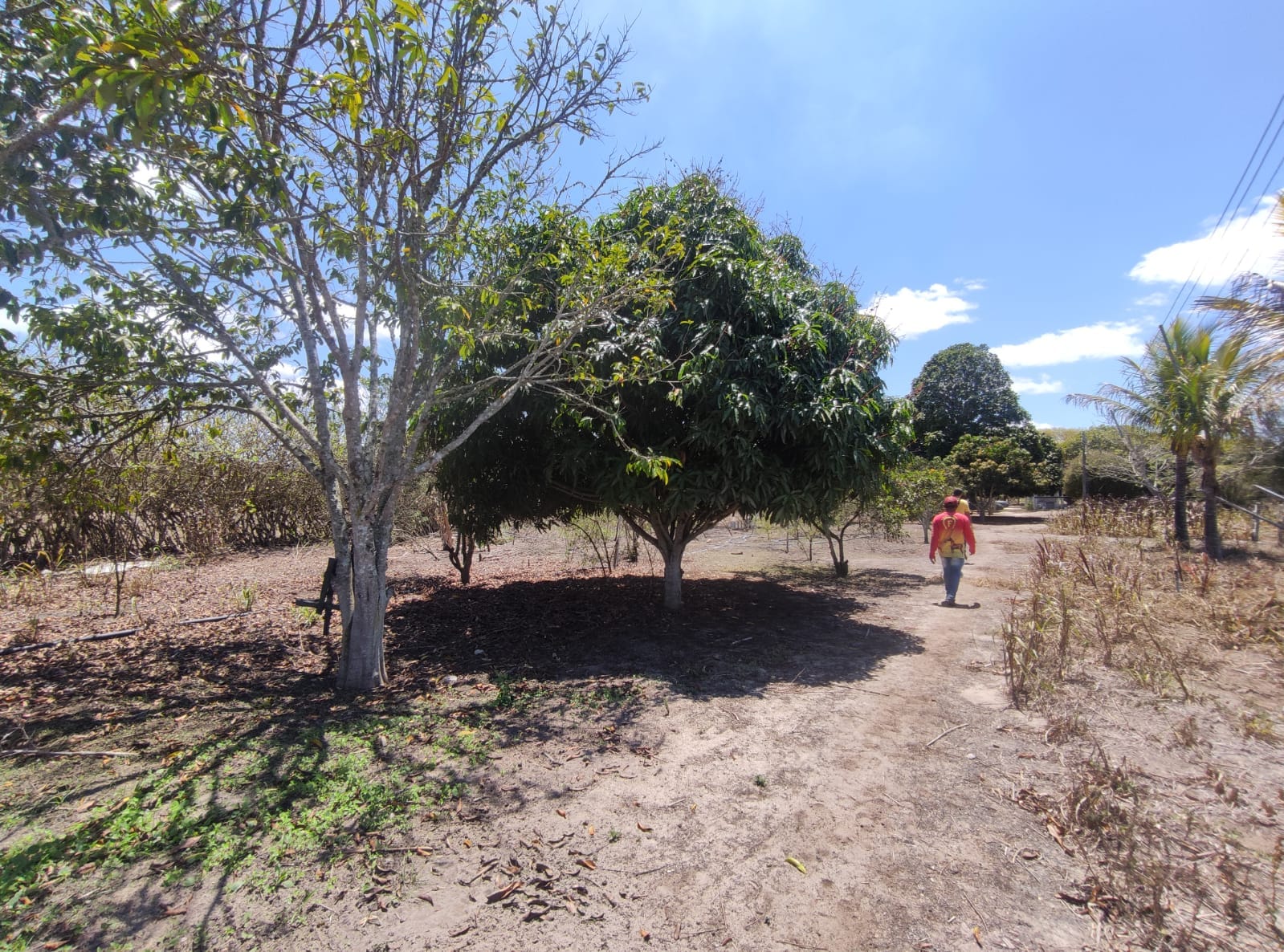Sítio a venda na Lagoa das Flores com 2 casas, árvores frutíferas, poço artesiano, irrigação, baías para cavalos, tanque de peixe. Pertinho da ci - foto 23