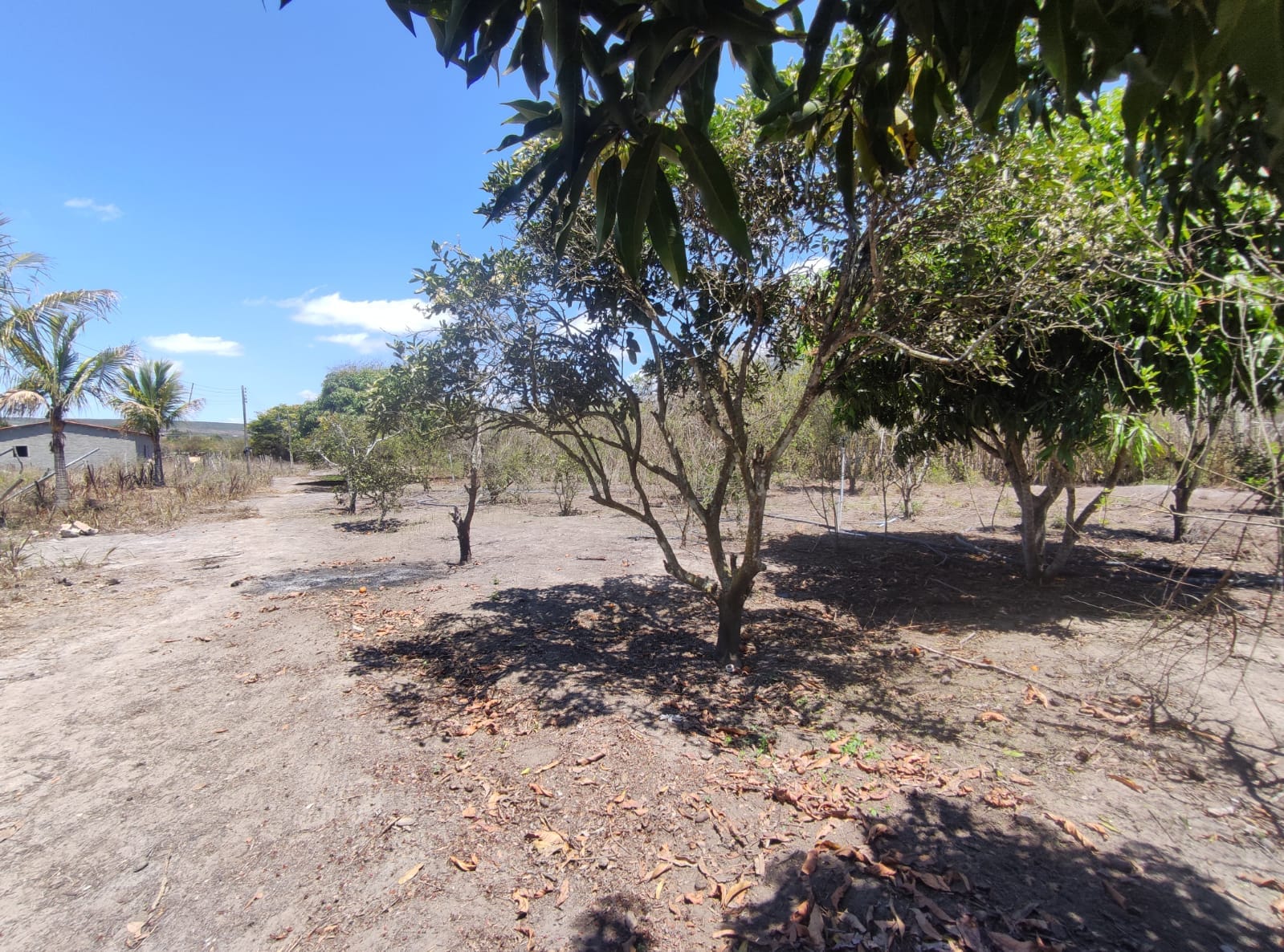 Sítio a venda na Lagoa das Flores com 2 casas, árvores frutíferas, poço artesiano, irrigação, baías para cavalos, tanque de peixe. Pertinho da ci - foto 24