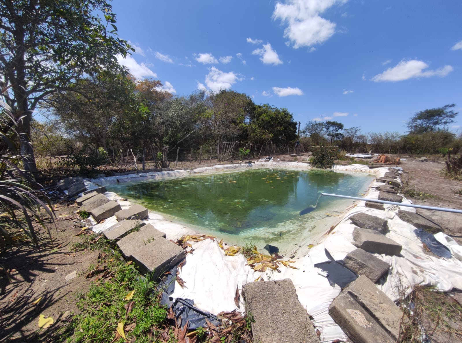 Sítio a venda na Lagoa das Flores com 2 casas, árvores frutíferas, poço artesiano, irrigação, baías para cavalos, tanque de peixe. Pertinho da ci - foto 25