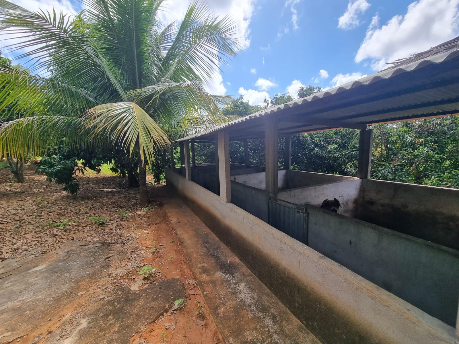 Excelente Sítio à Venda em Caraíbas – 3 Hectares, Casa e Estrutura Completa – Água em Abundância, Energia Trifásica e Documentação Regularizada - foto 25