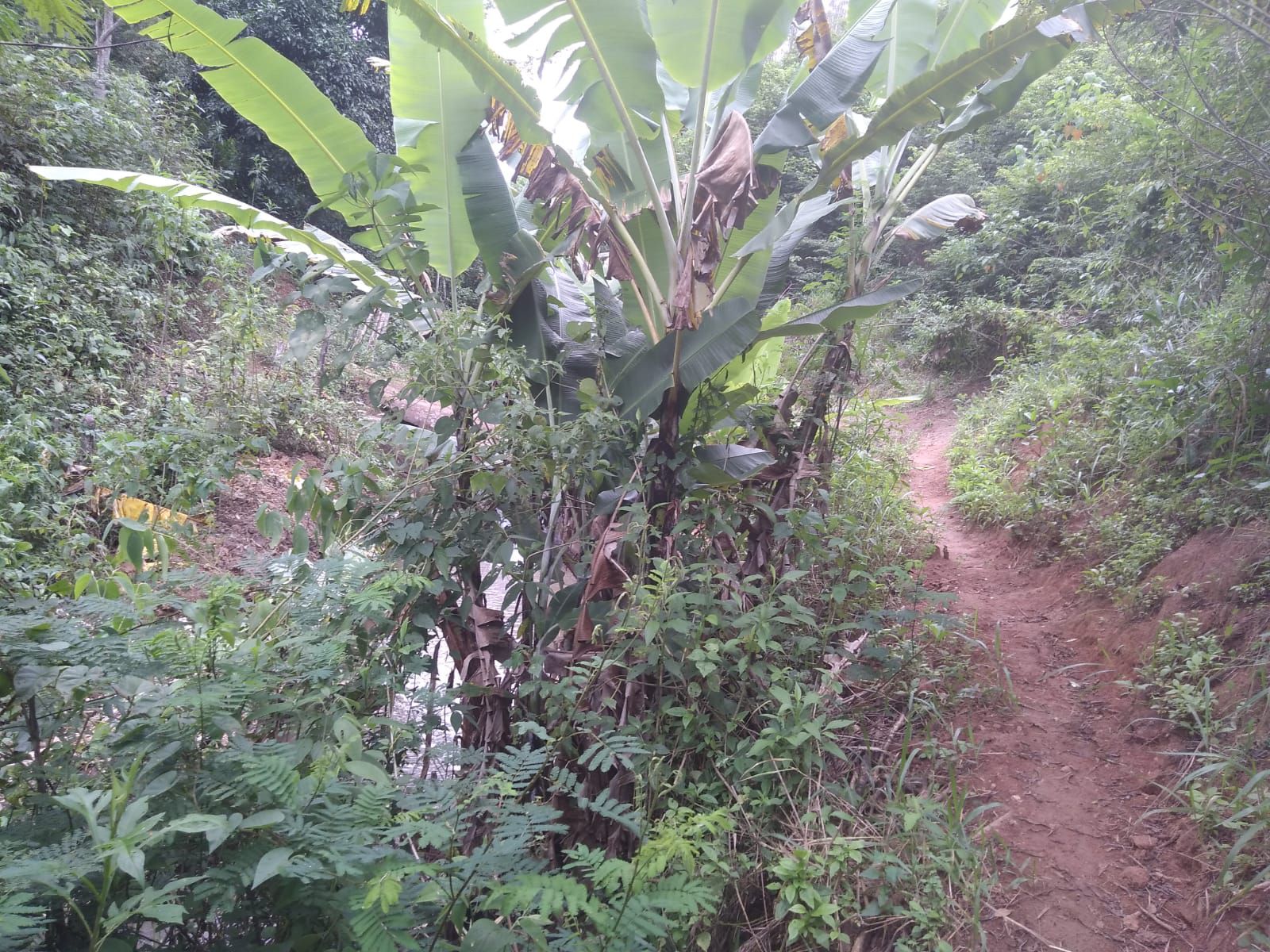 Fazenda 13,5 Hactare à Venda, Pau Brasil , Barra do Choça, BA - foto 3