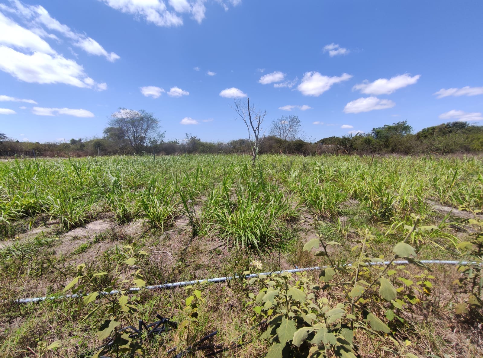 Sítio a venda na Lagoa das Flores com 2 casas, árvores frutíferas, poço artesiano, irrigação, baías para cavalos, tanque de peixe. Pertinho da ci - foto 26