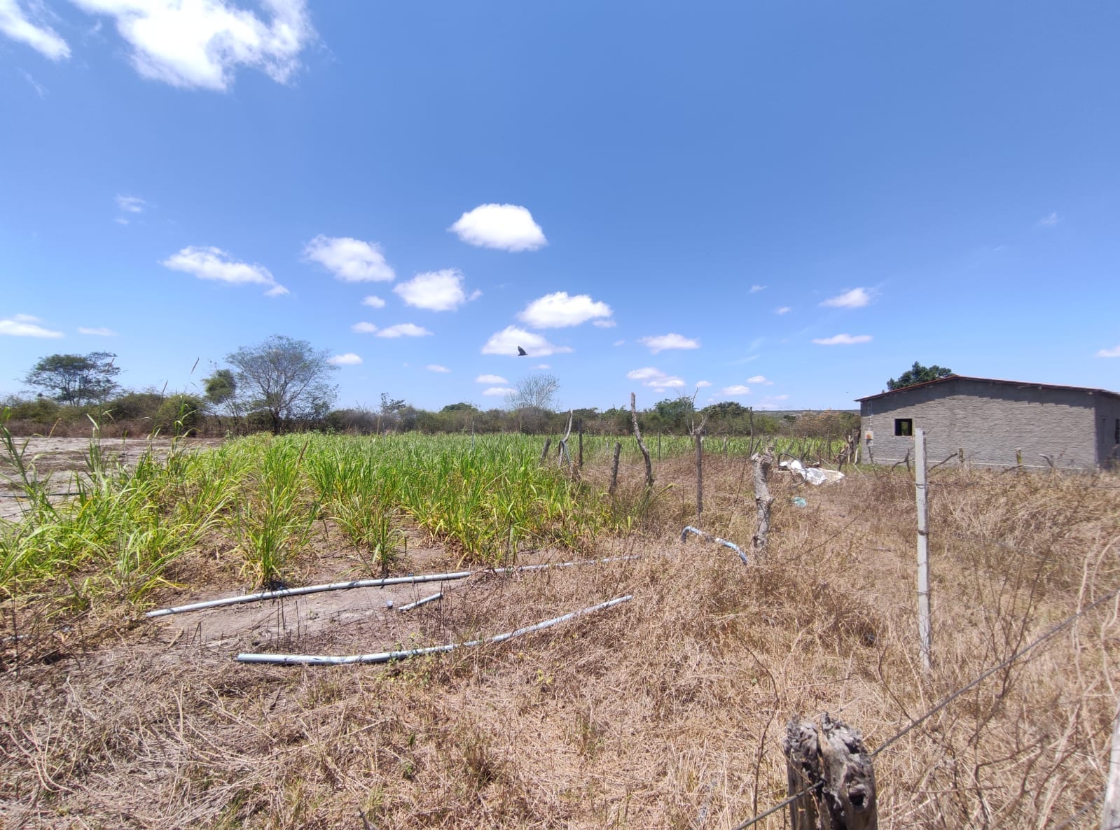 Sítio a venda na Lagoa das Flores com 2 casas, árvores frutíferas, poço artesiano, irrigação, baías para cavalos, tanque de peixe. Pertinho da ci - foto 27