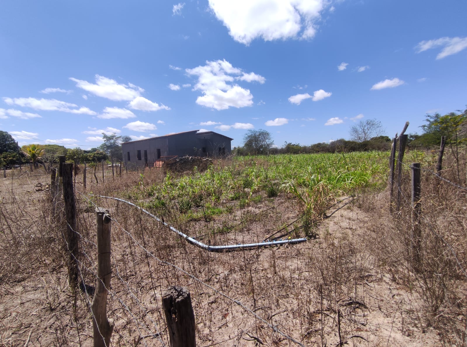 Sítio a venda na Lagoa das Flores com 2 casas, árvores frutíferas, poço artesiano, irrigação, baías para cavalos, tanque de peixe. Pertinho da ci - foto 28