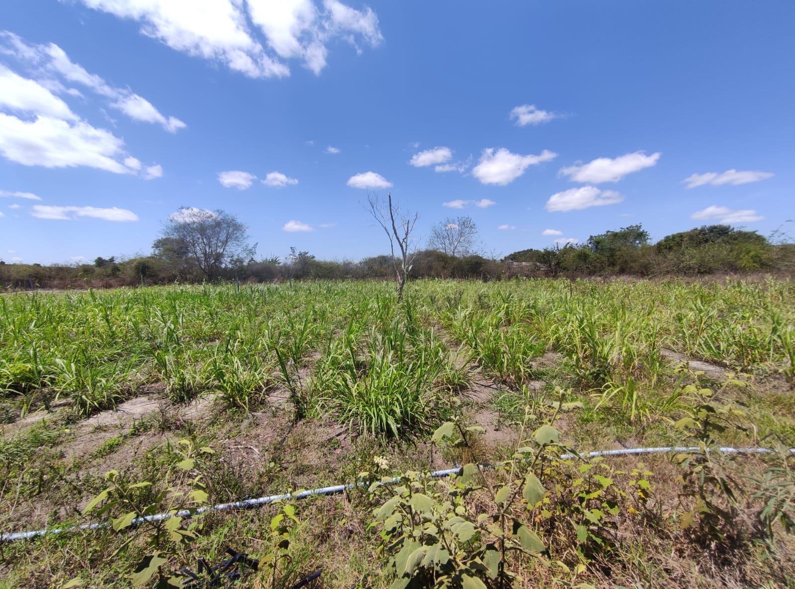 Sítio a venda na Lagoa das Flores com 2 casas, árvores frutíferas, poço artesiano, irrigação, baías para cavalos, tanque de peixe. Pertinho da ci - foto 29