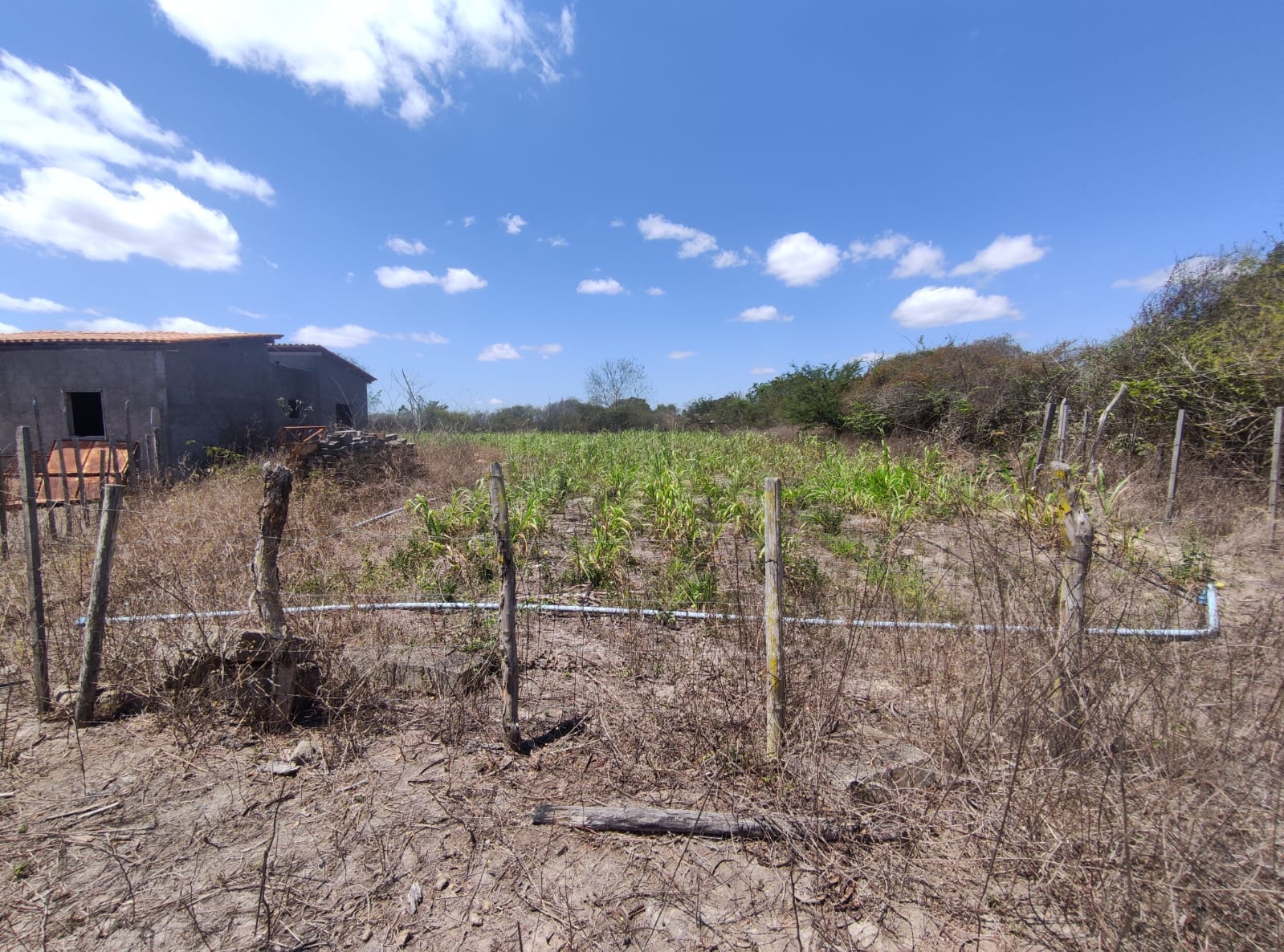 Sítio a venda na Lagoa das Flores com 2 casas, árvores frutíferas, poço artesiano, irrigação, baías para cavalos, tanque de peixe. Pertinho da ci - foto 30