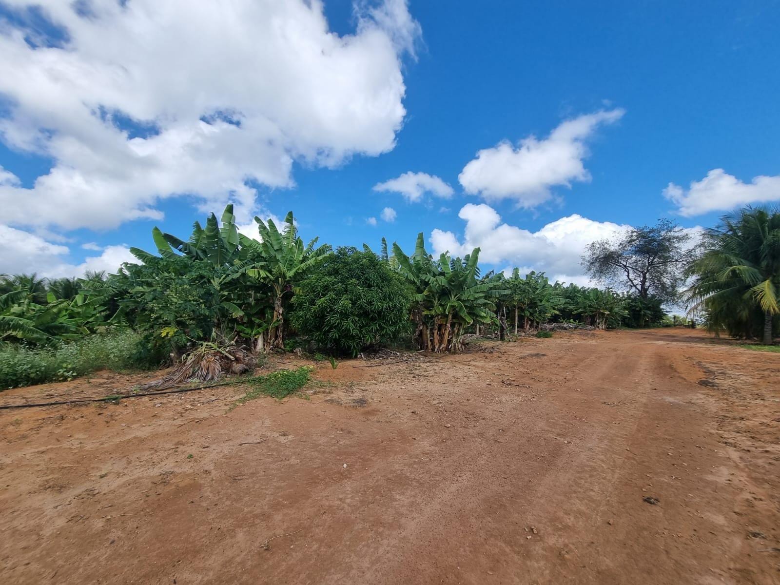 Excelente Sítio à Venda em Caraíbas – 3 Hectares, Casa e Estrutura Completa – Água em Abundância, Energia Trifásica e Documentação Regularizada - foto 31