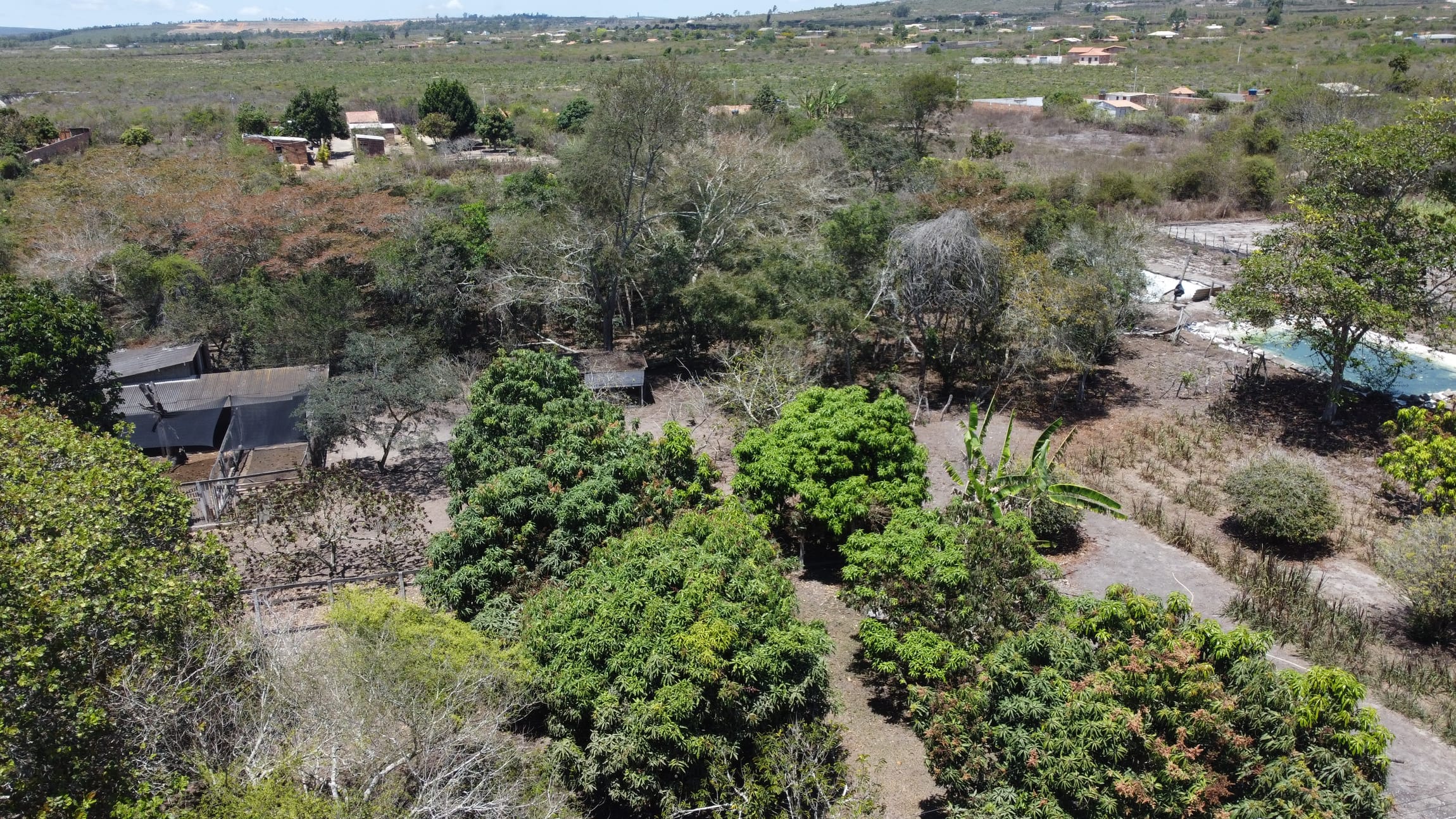Sítio a venda na Lagoa das Flores com 2 casas, árvores frutíferas, poço artesiano, irrigação, baías para cavalos, tanque de peixe. Pertinho da ci - foto 35