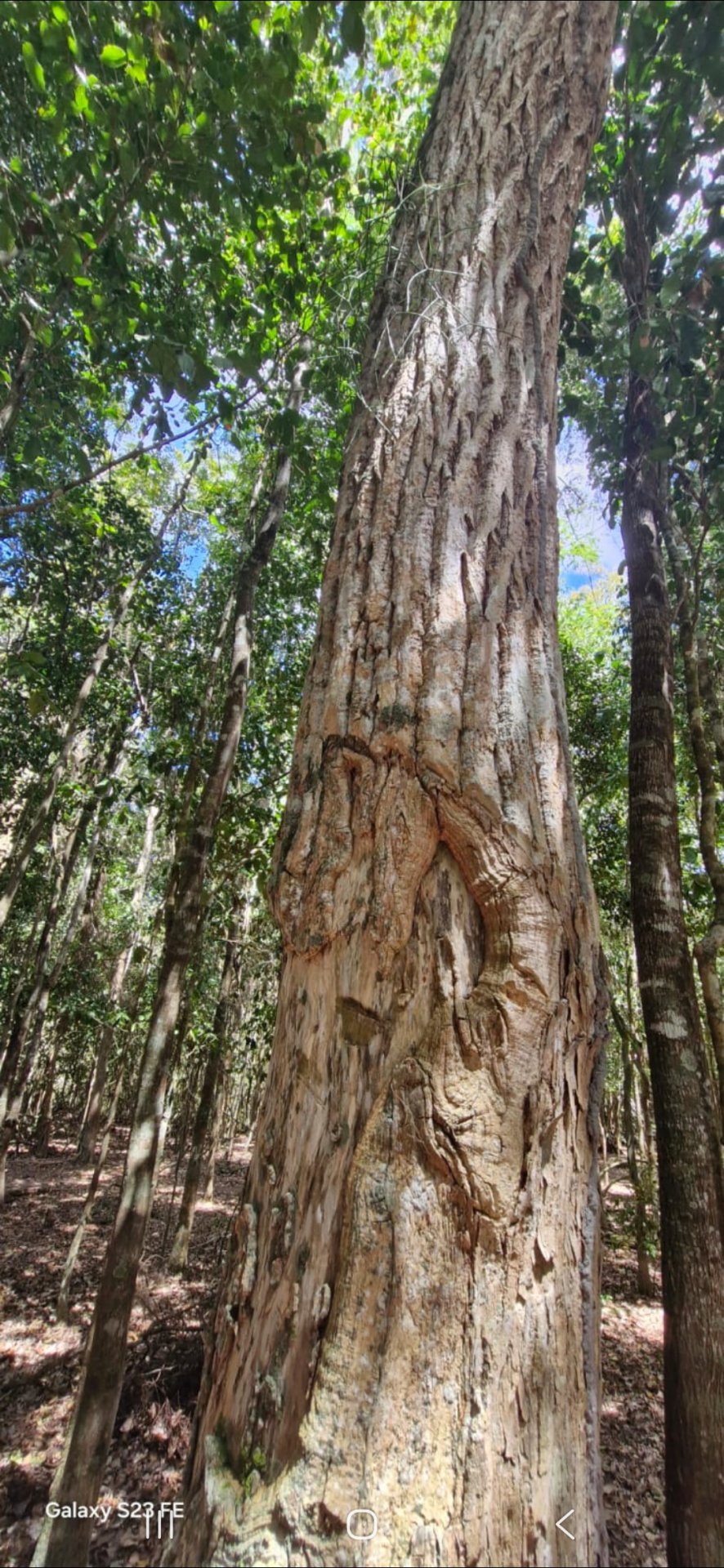 Fazenda em 112 hectares em Planalto - foto 3