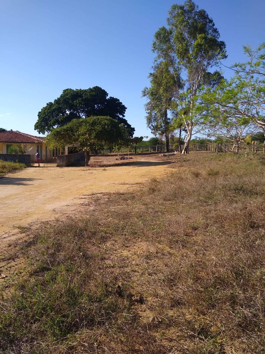 Vendo Fazenda com 726 hectares de área plana, Lagoa Preta, município de  Tremedal - BA - foto 4