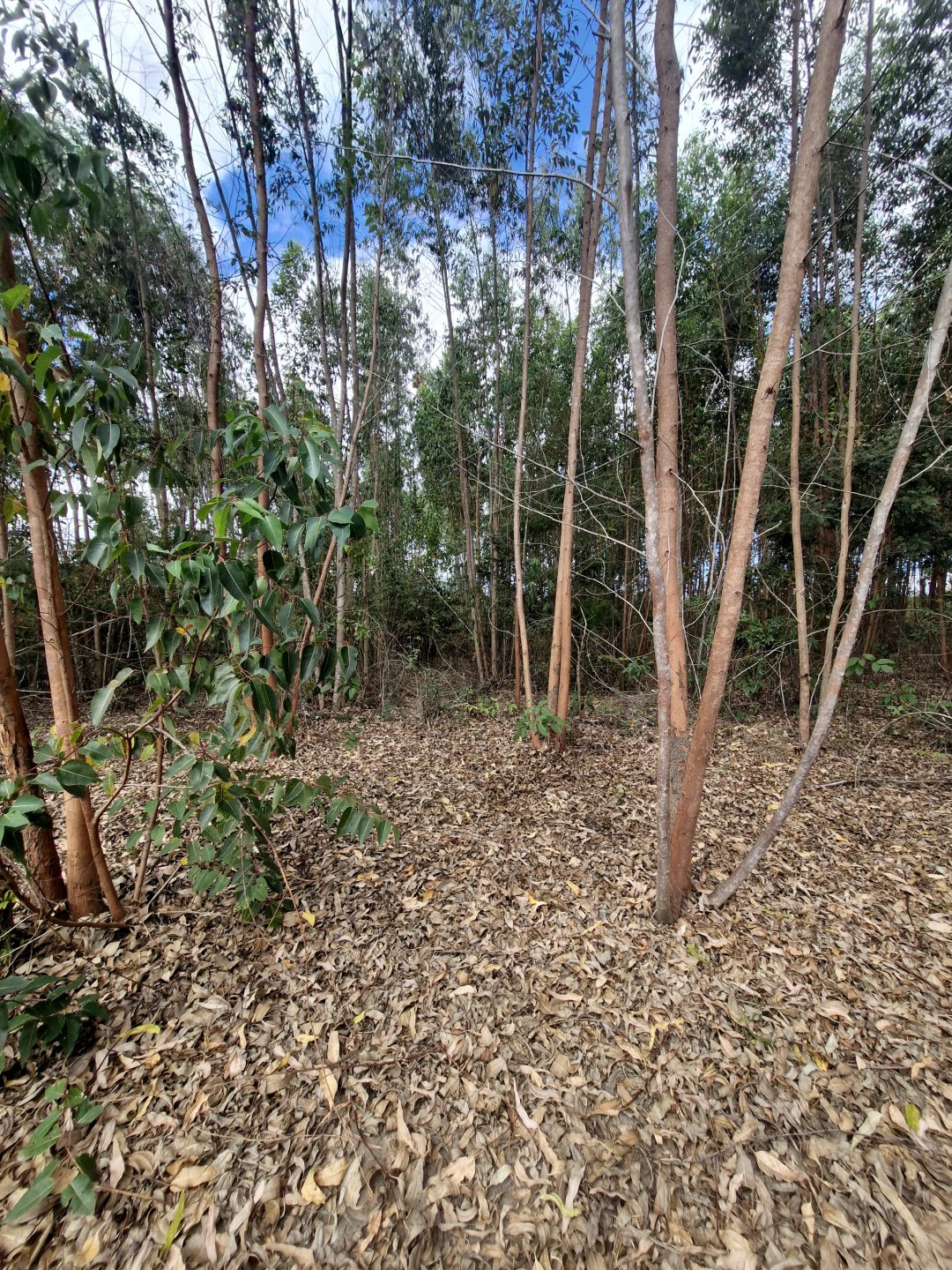 Lote à venda de 6.000m² No Parque Imperial - foto 3