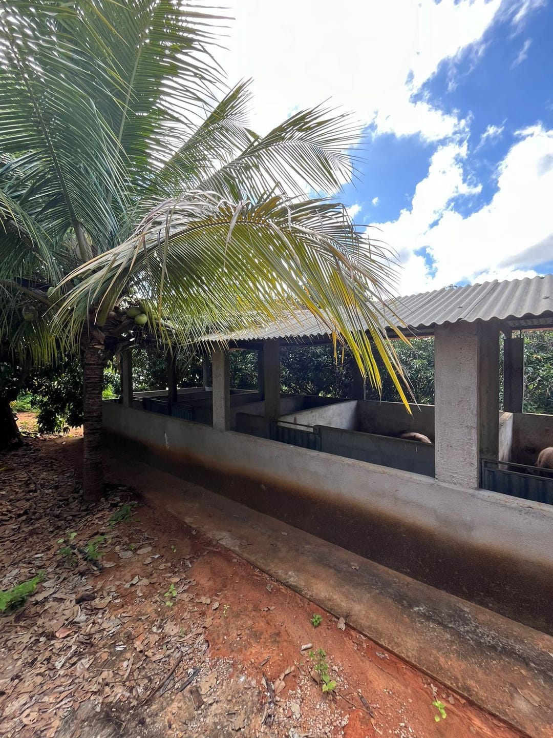 Excelente Sítio à Venda em Caraíbas – 3 Hectares, Casa e Estrutura Completa – Água em Abundância, Energia Trifásica e Documentação Regularizada - foto 38