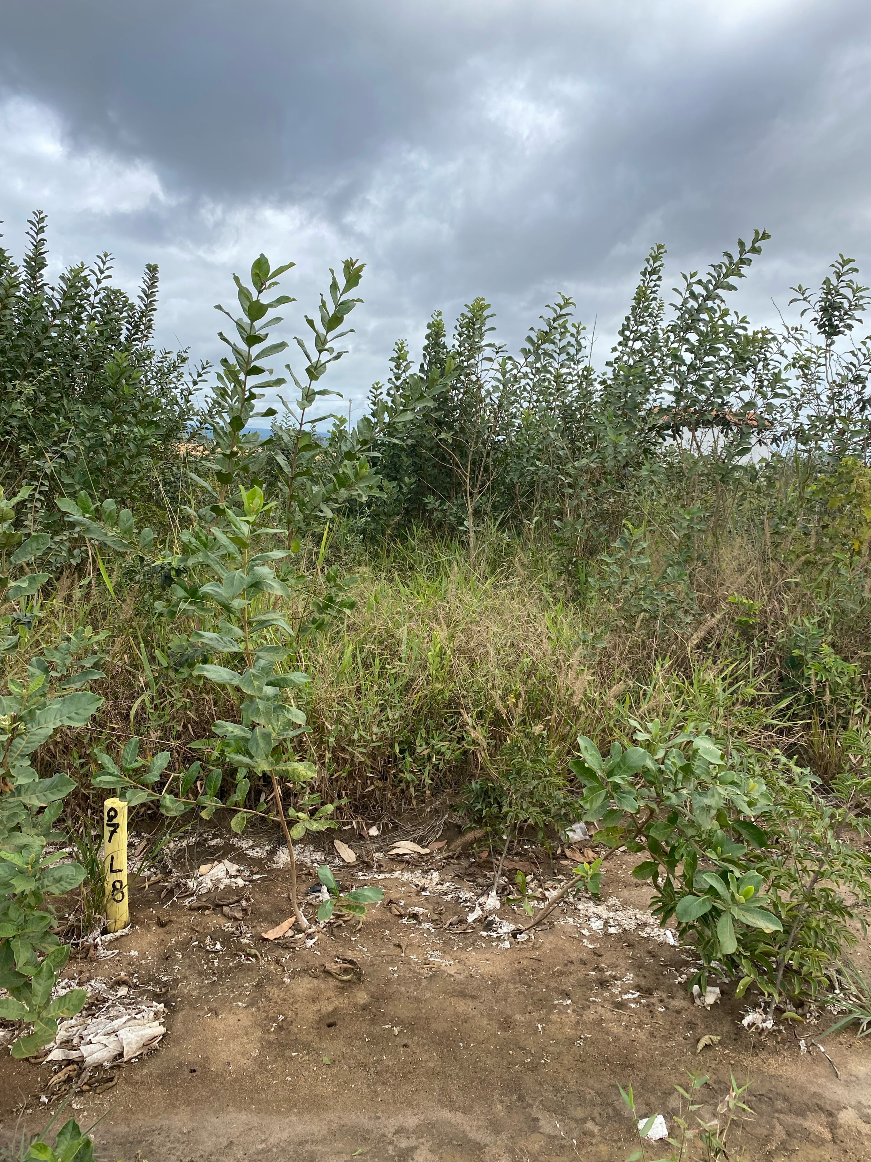 Lote escriturado à Venda, Primavera, Vitória da Conquista, BA - foto 5