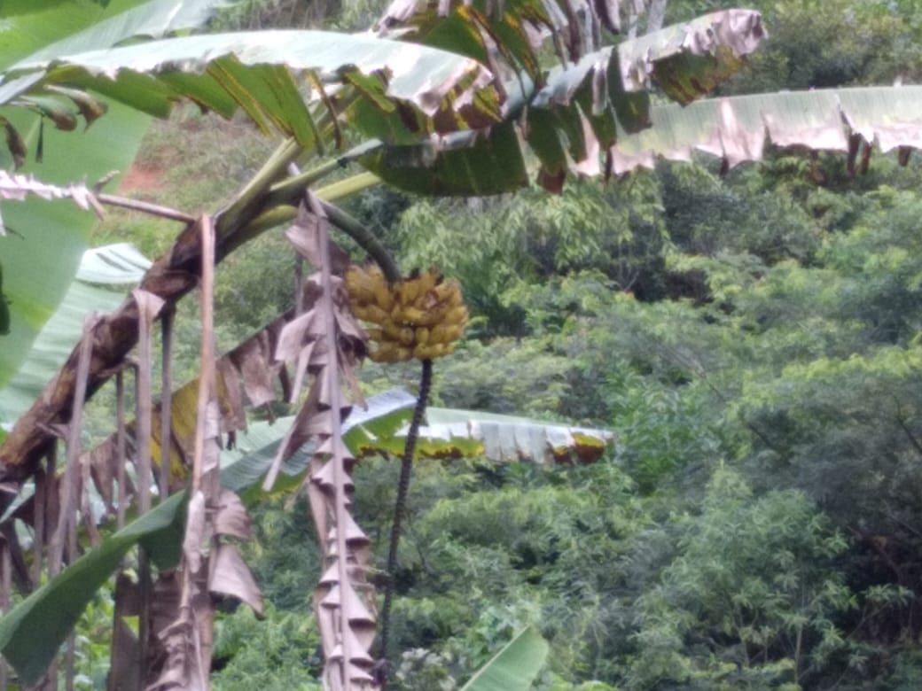 Fazenda 13,5 Hactare à Venda, Pau Brasil , Barra do Choça, BA - foto 5