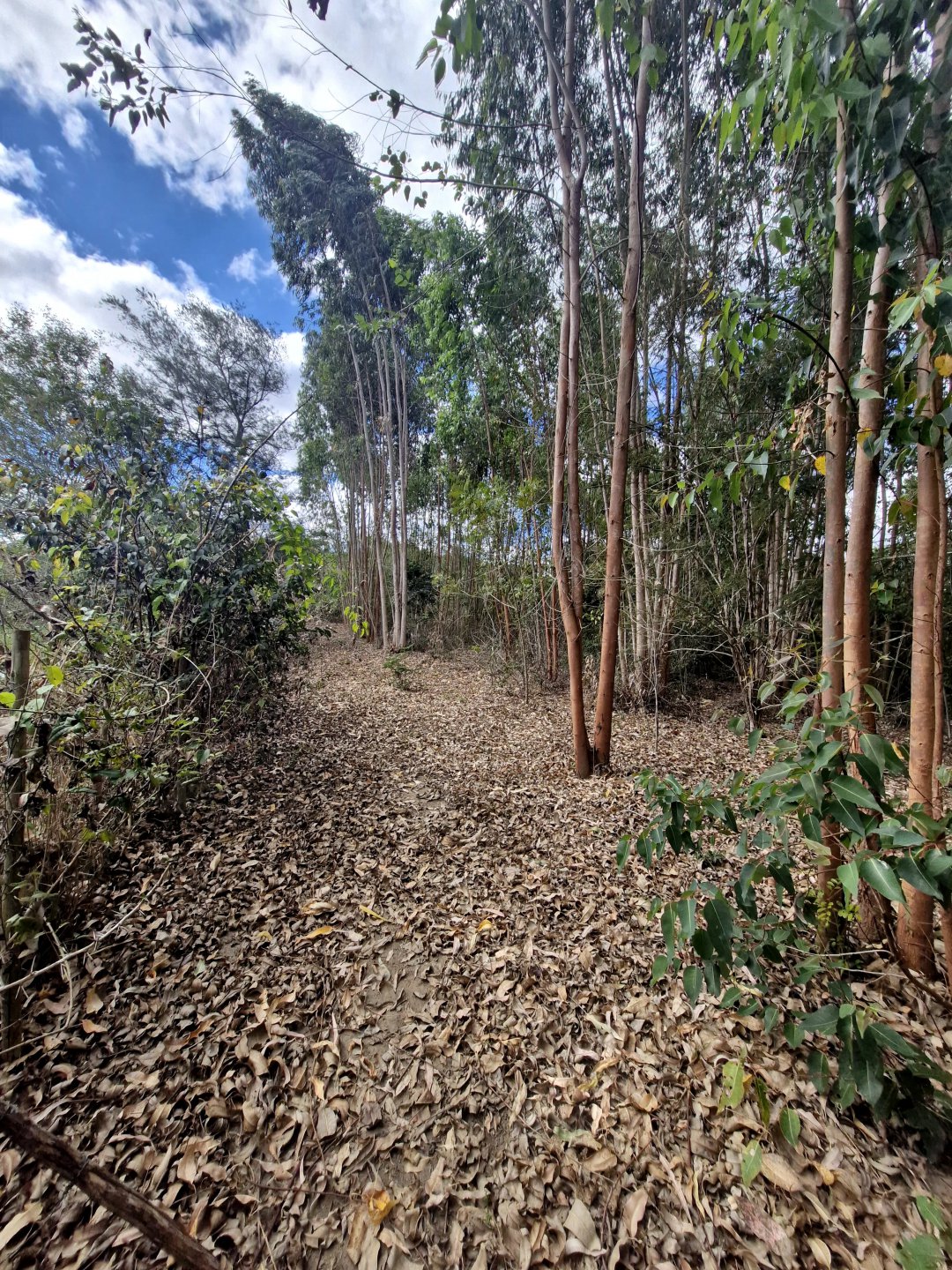 Lote à venda de 6.000m² No Parque Imperial - foto 4