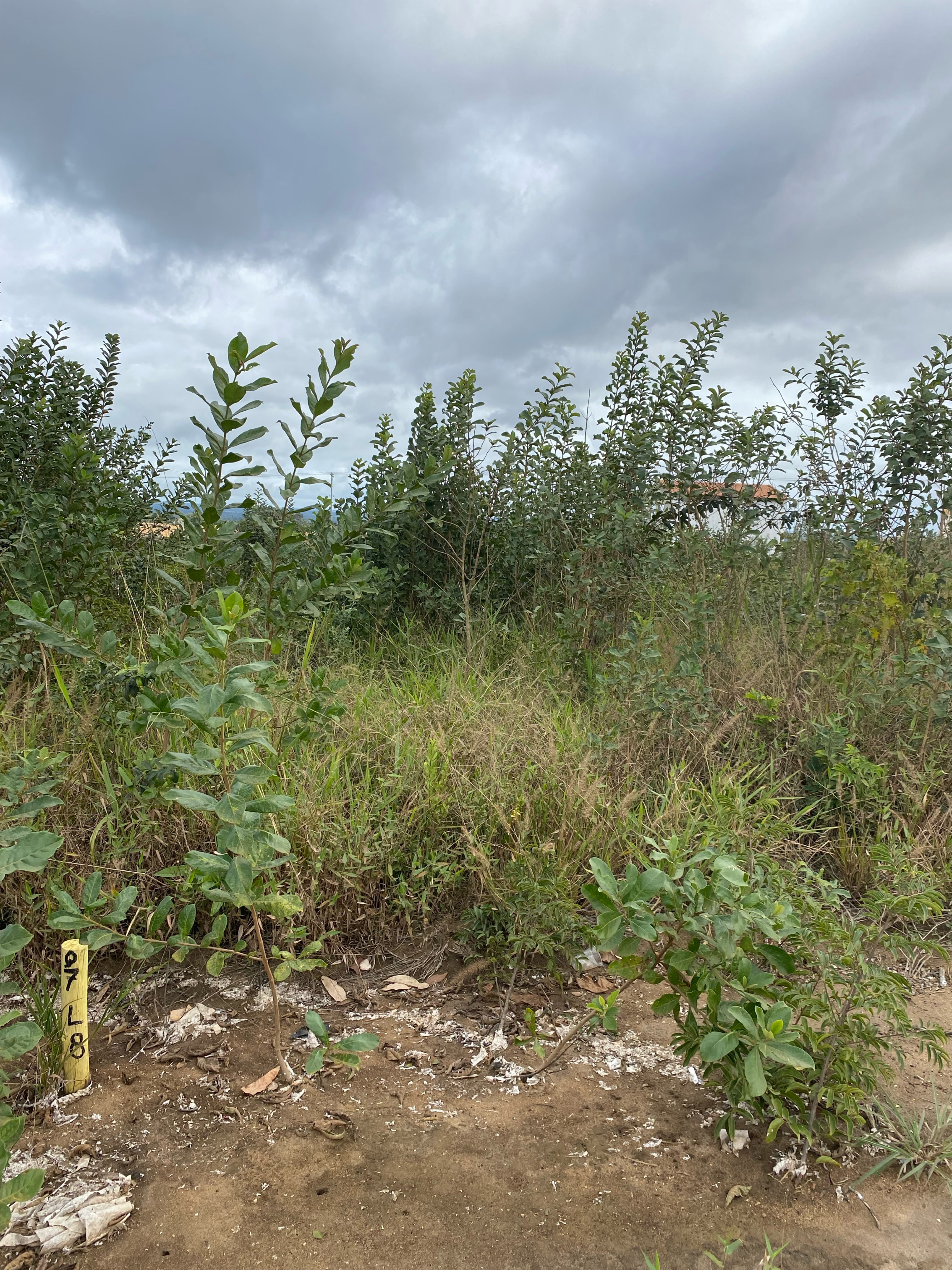 Lote escriturado à Venda, Primavera, Vitória da Conquista, BA - foto 6