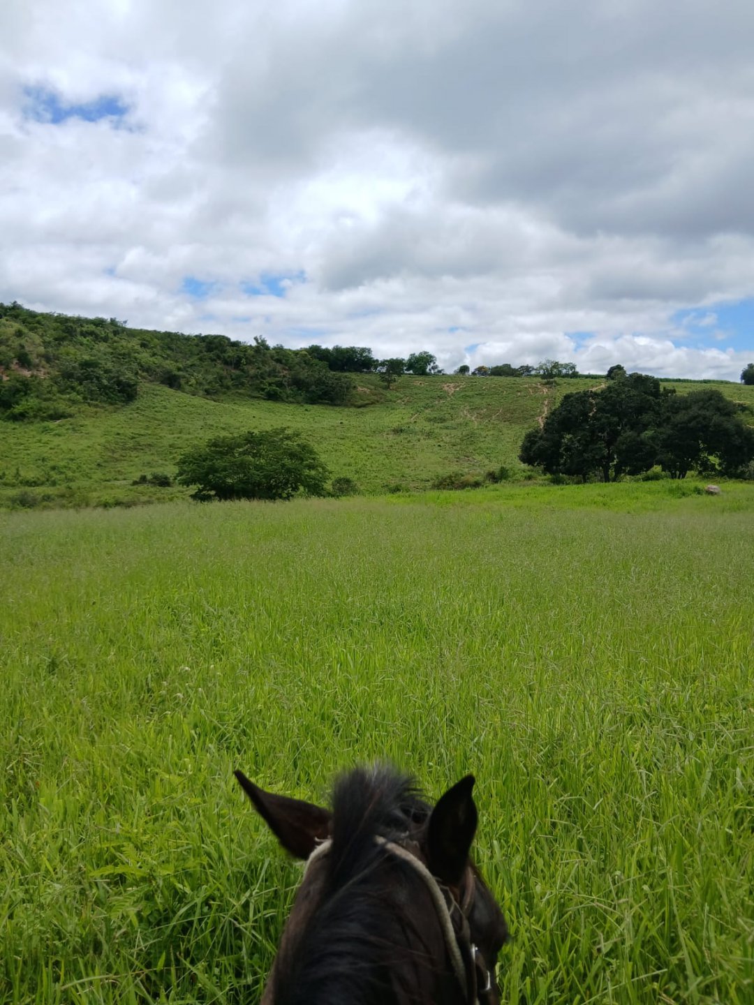 Excelente Fazenda à venda, com 202 hectares.  Distante 110km de Vitória da Conquista. Localizada no final do distrito de Encruzilhada perto de Mi - foto 5