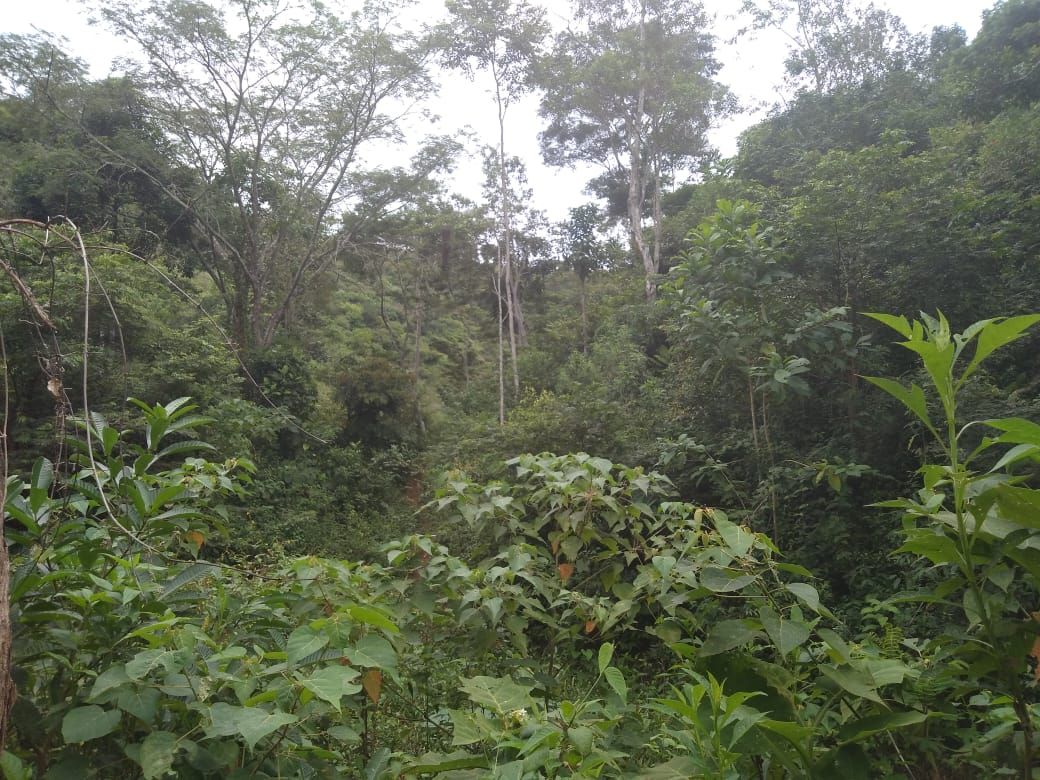 Fazenda 13,5 Hactare à Venda, Pau Brasil , Barra do Choça, BA - foto 6