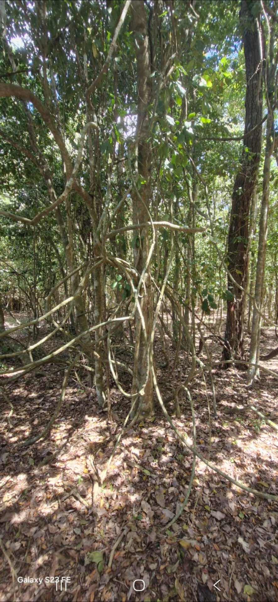 Fazenda em 112 hectares em Planalto - foto 5
