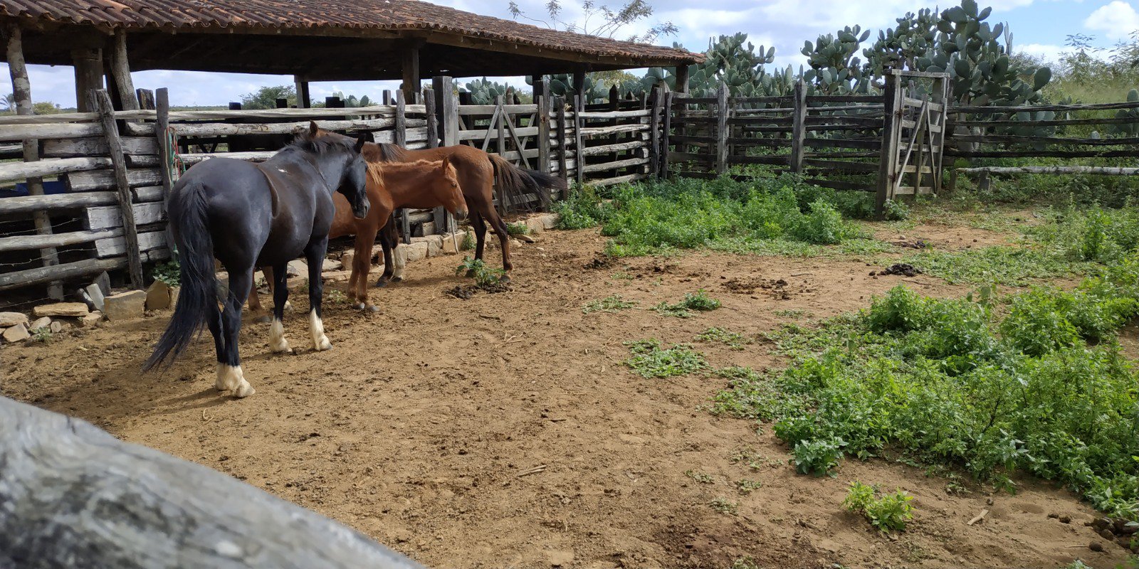 Fazenda a Venda Região do Morro do Chapéu - foto 5