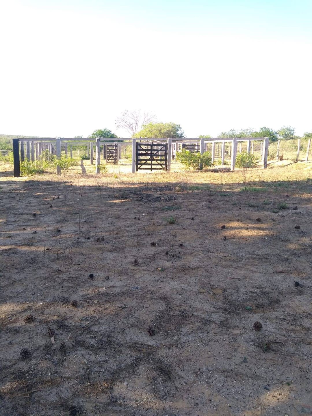 Vendo Fazenda com 726 hectares de área plana, Lagoa Preta, município de  Tremedal - BA - foto 7
