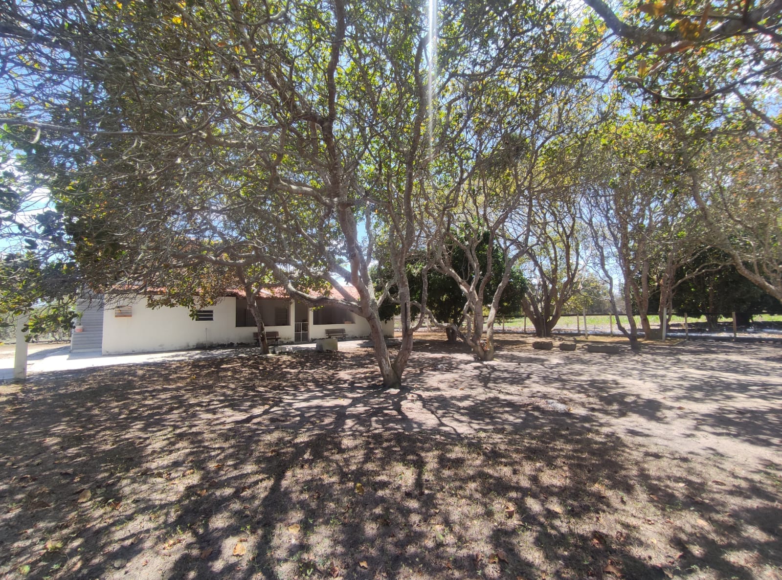 Sítio a venda na Lagoa das Flores com 2 casas, árvores frutíferas, poço artesiano, irrigação, baías para cavalos, tanque de peixe. Pertinho da ci - foto 7