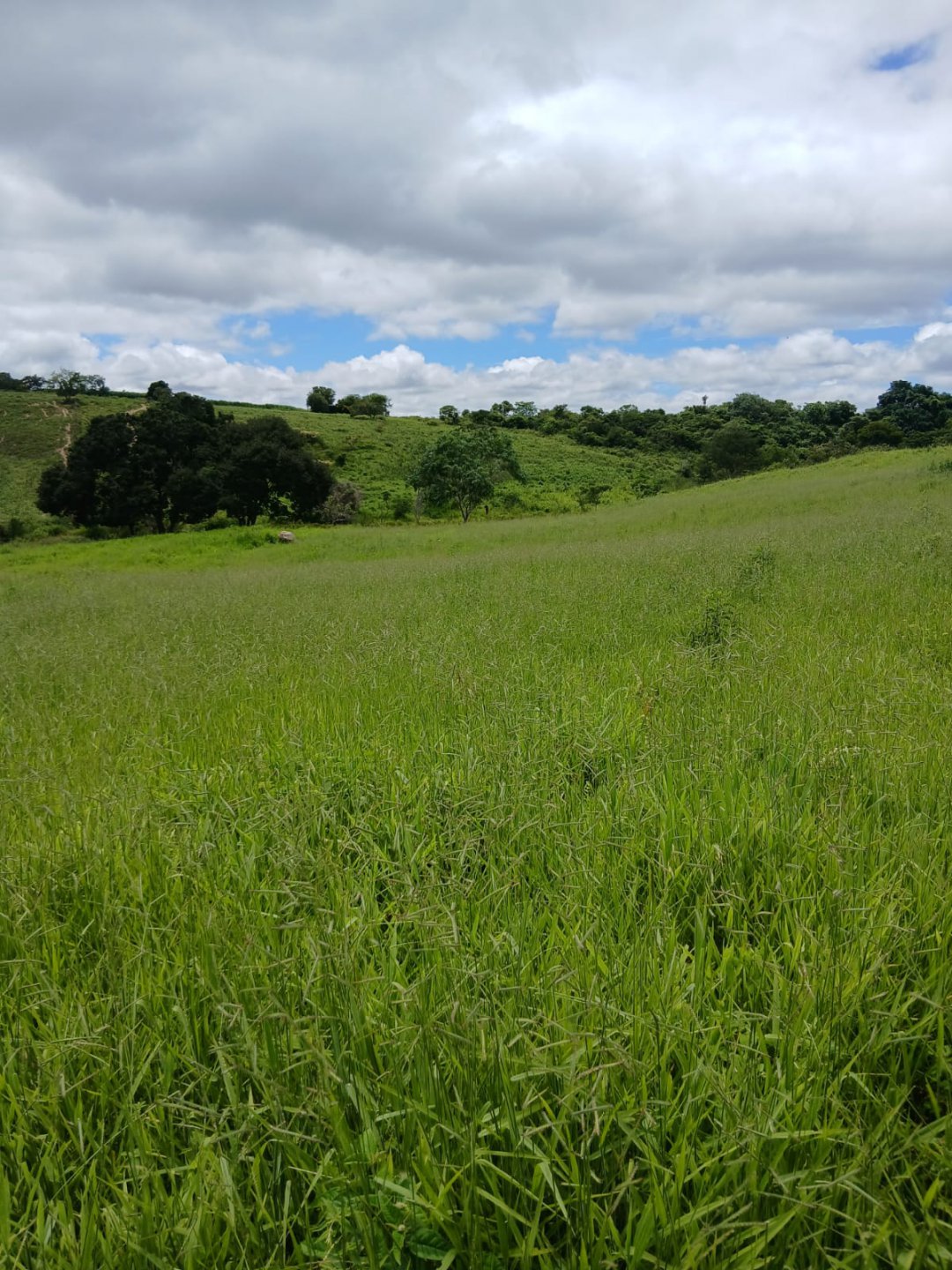 Excelente Fazenda à venda, com 202 hectares.  Distante 110km de Vitória da Conquista. Localizada no final do distrito de Encruzilhada perto de Mi - foto 6