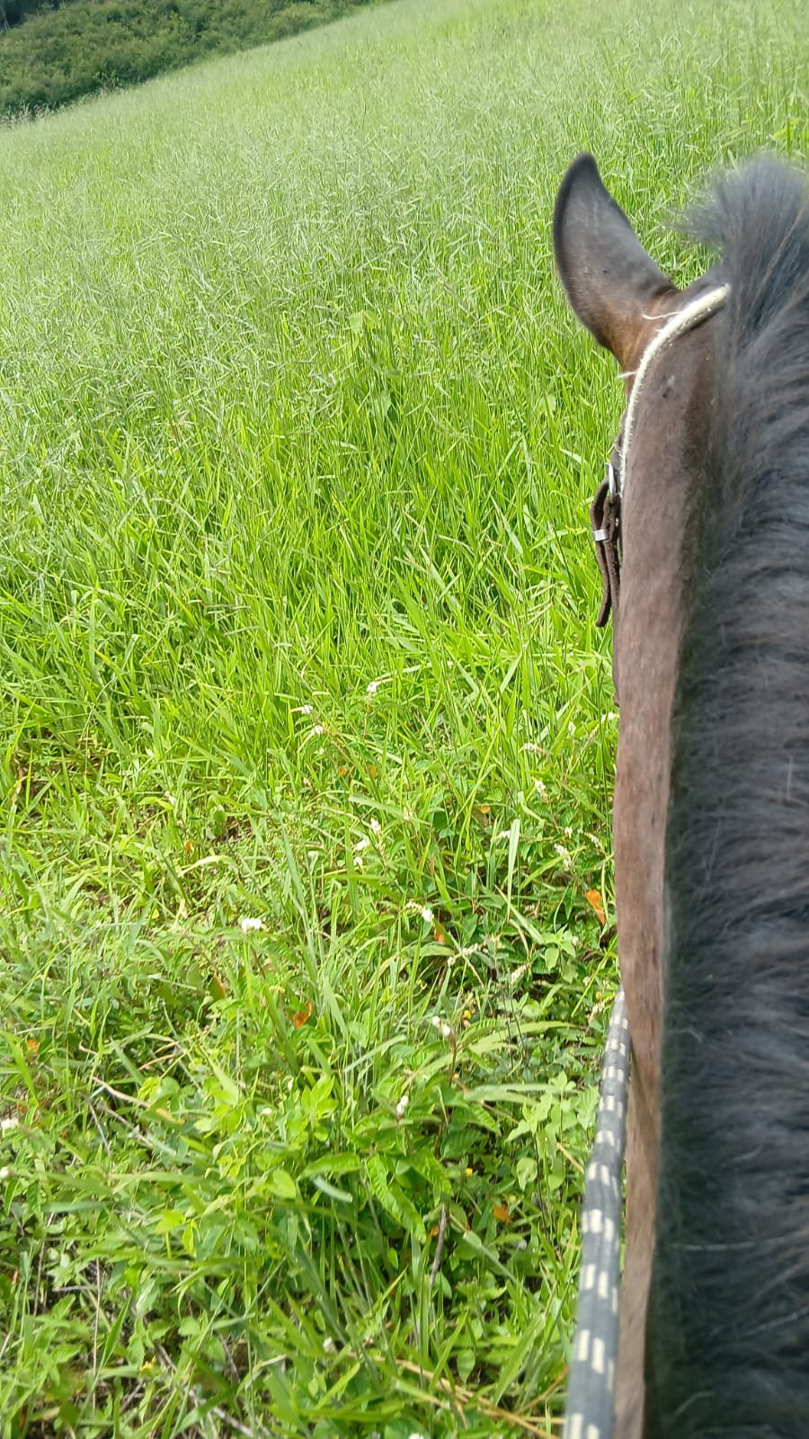 Excelente Fazenda à venda, com 202 hectares.  Distante 110km de Vitória da Conquista. Localizada no final do distrito de Encruzilhada perto de Mi - foto 7