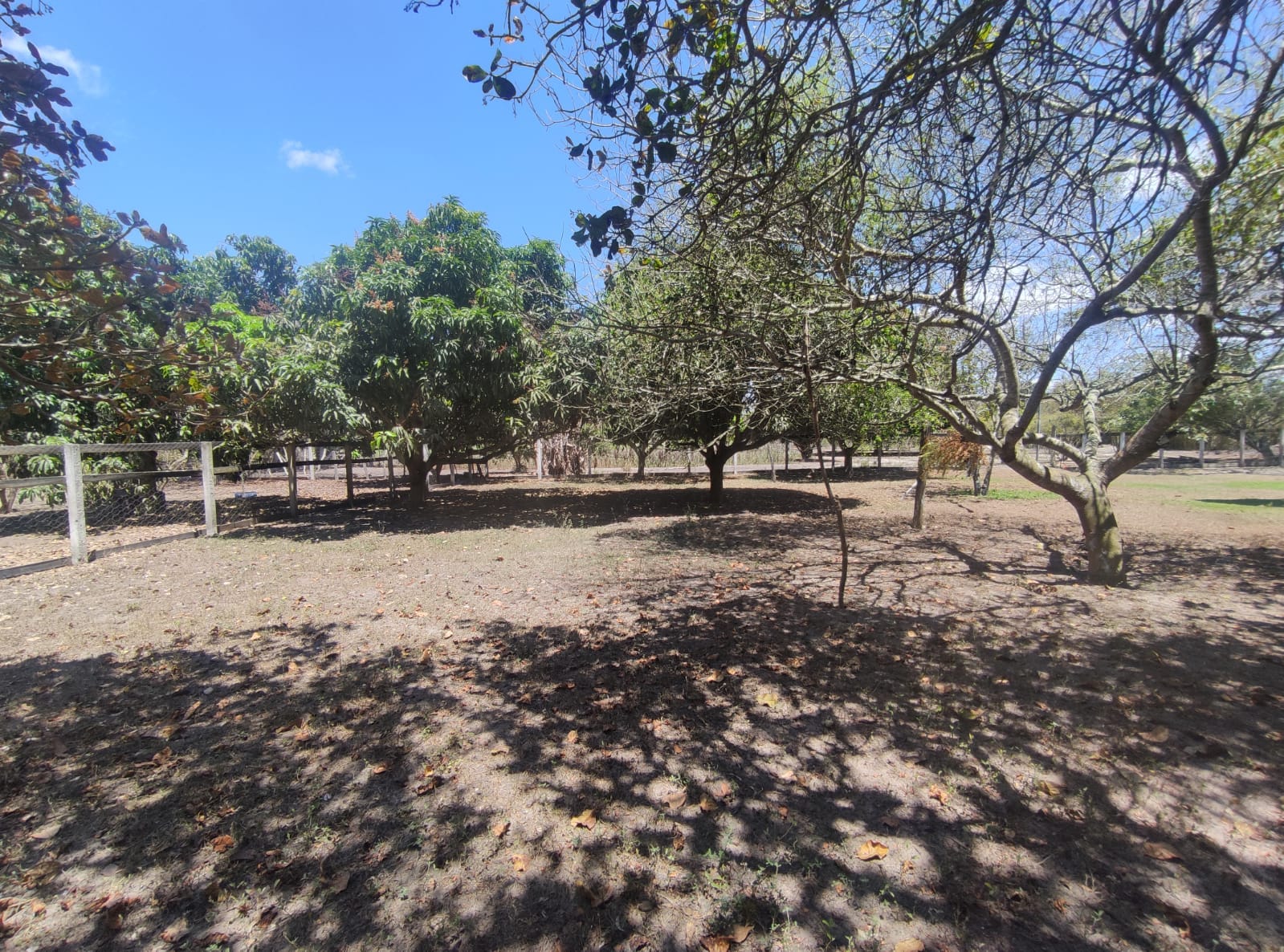 Sítio a venda na Lagoa das Flores com 2 casas, árvores frutíferas, poço artesiano, irrigação, baías para cavalos, tanque de peixe. Pertinho da ci - foto 9
