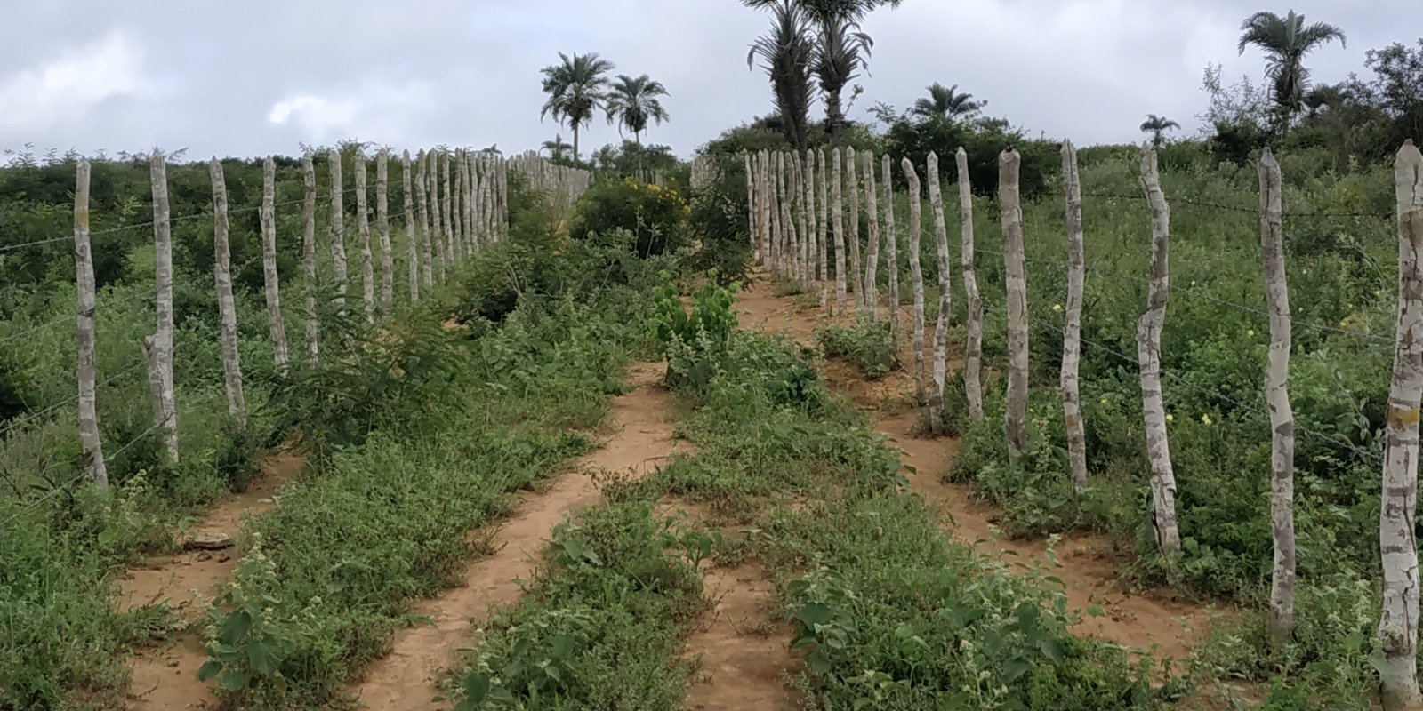 Fazenda a Venda Região do Morro do Chapéu - foto 8