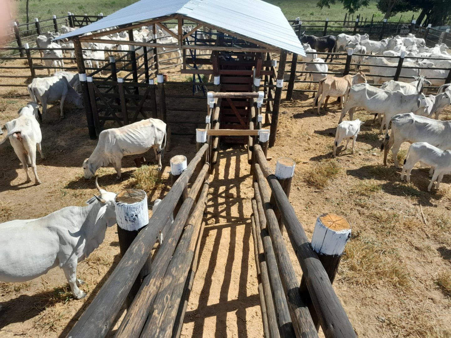 Excelente Fazenda à venda, com 202 hectares.  Distante 110km de Vitória da Conquista. Localizada no final do distrito de Encruzilhada perto de Mi - foto 8