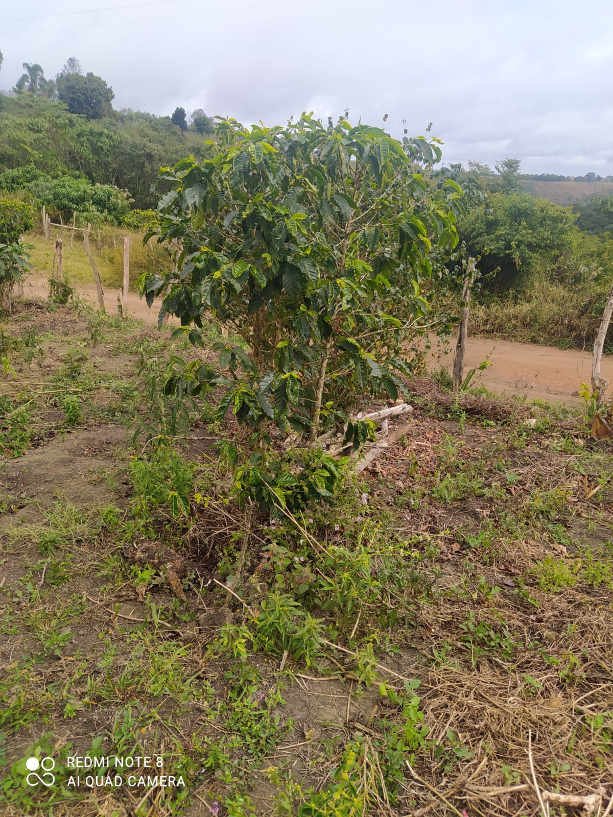 Fazenda 13,5 Hactare à Venda, Pau Brasil , Barra do Choça, BA - foto 10