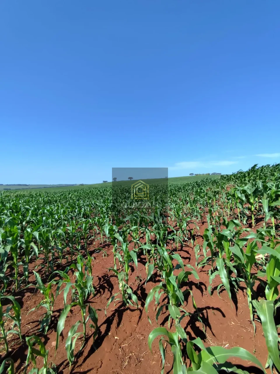 Imagens do imóveis Sitio a venda em Primeiro de Maio