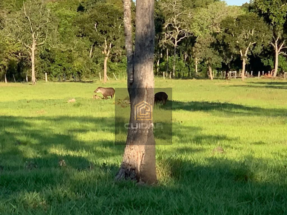Imagens do imóveis Fazenda em Poconé MT