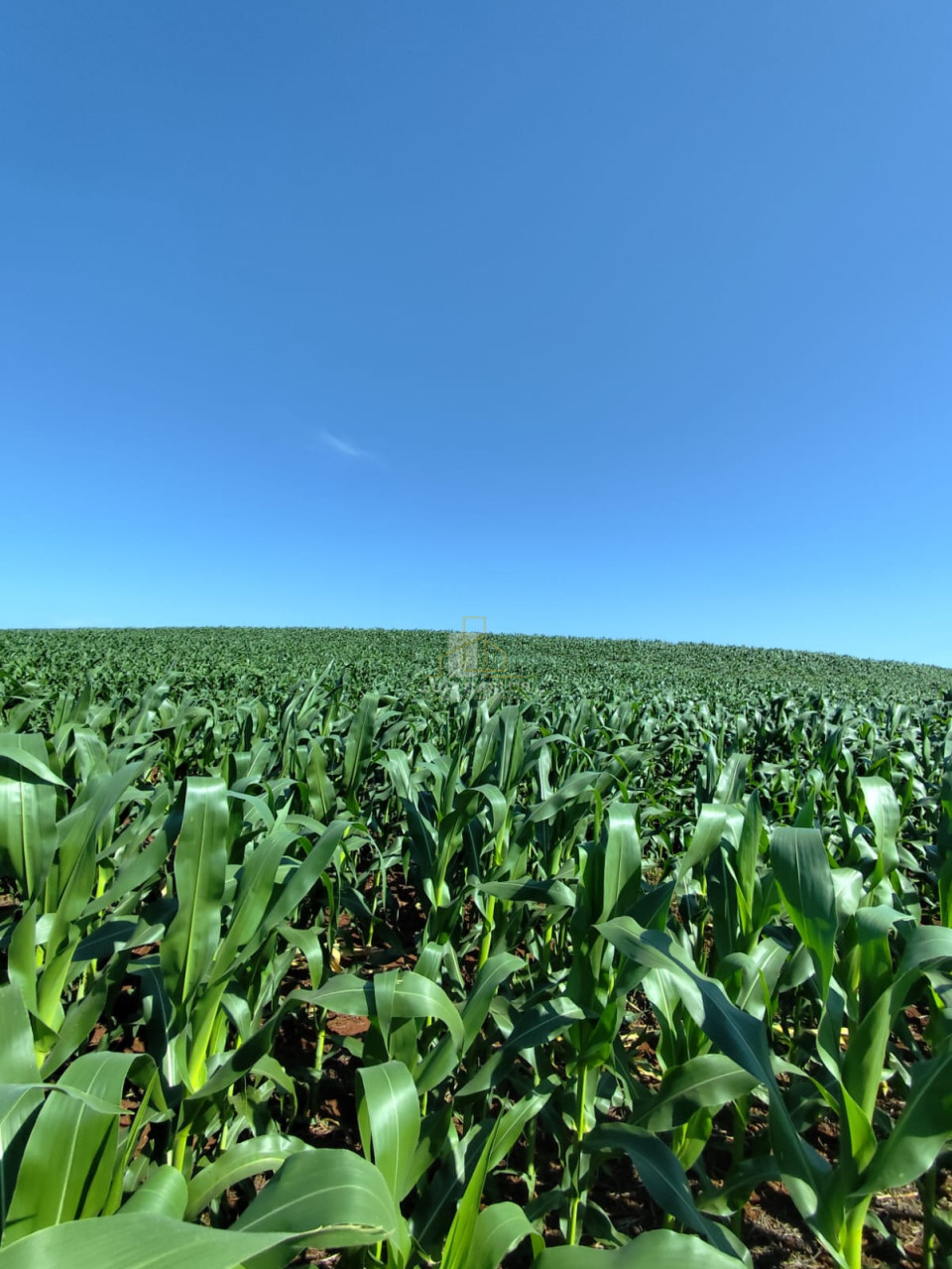 Imagens do imóveis Sitio a venda em Primeiro de Maio