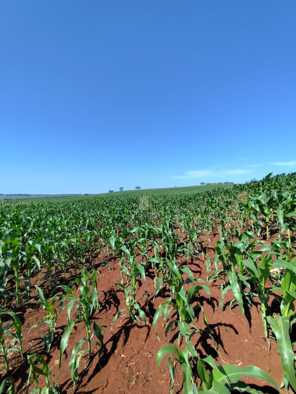 Imagens do imóveis Sitio a venda em Primeiro de Maio