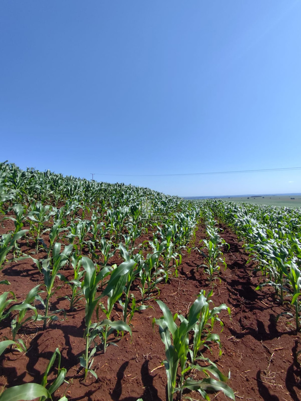 Imagens do imóveis Sitio a venda em Primeiro de Maio