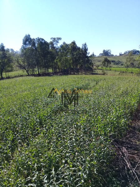 Fazenda/Sítios/Chácaras Á Venda Fazenda Do Limoeiro  Ibiporã Imagens do imóveis Fazenda/Sítios/Chácaras Á Venda Fazenda Do Limoeiro  Ibiporã