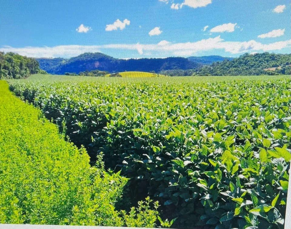 fazenda em Candido de Abreu -PR beira de pista