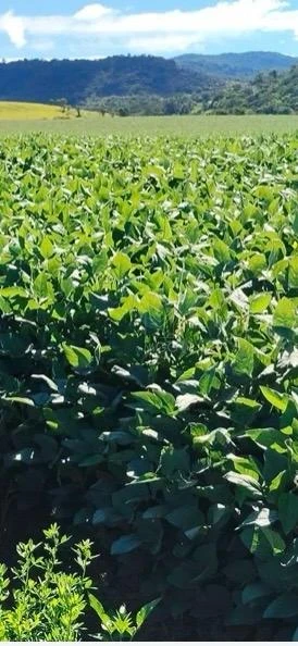 fazenda em Candido de Abreu -PR beira de pista