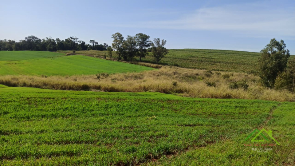 5.5 alqueires plantando 5 no Bartira Imagens do imóveis 5.5 alqueires plantando 5 no Bartira