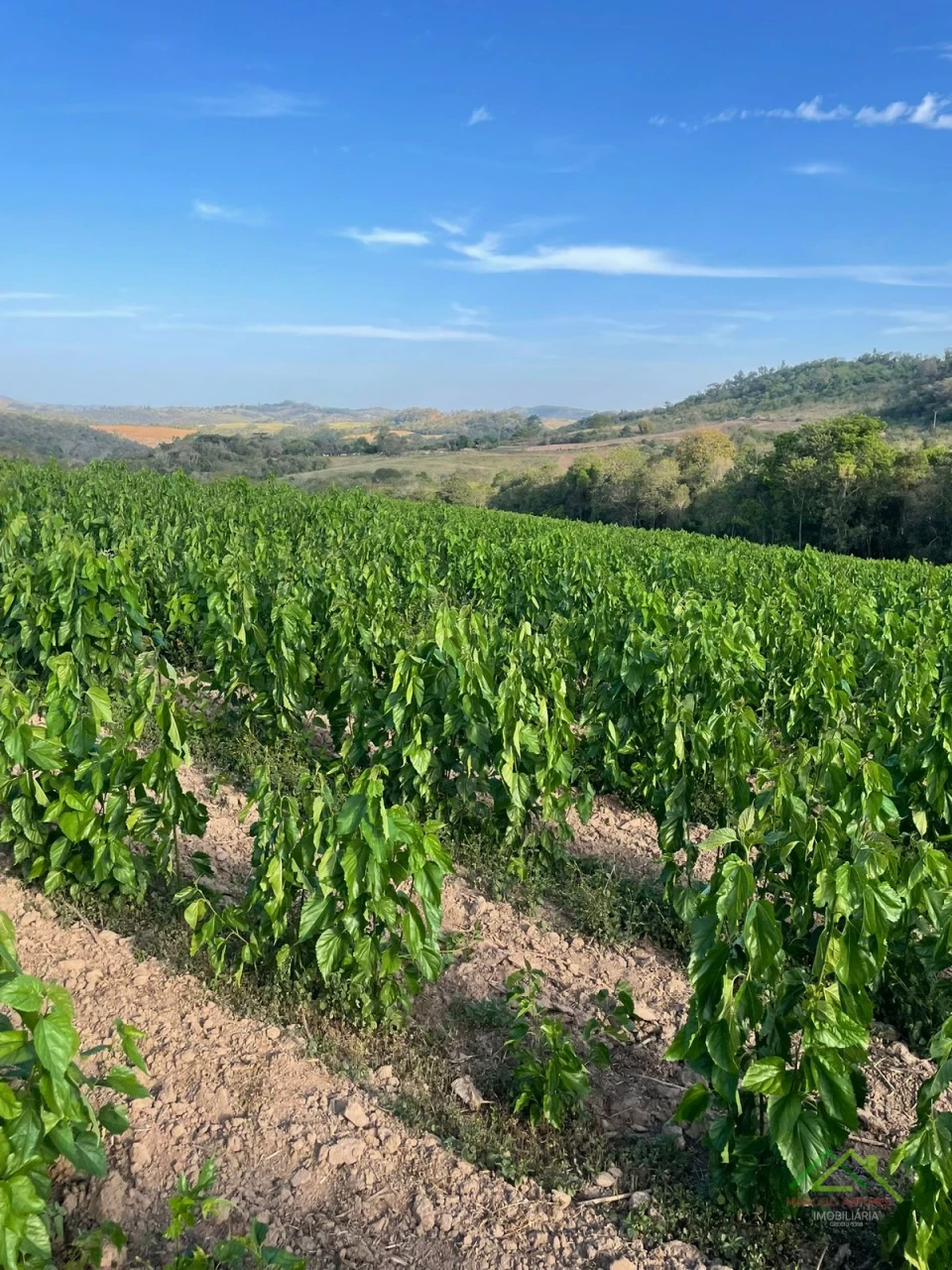 Imagens do imóveis 3 alqueires em meio em Tamarana