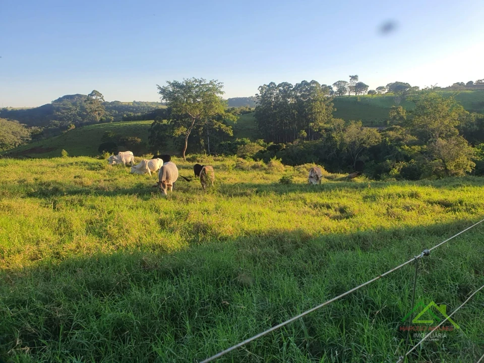 Imagens do imóveis Sítio com 5 alqueires predominante em pasto em Rolândia
