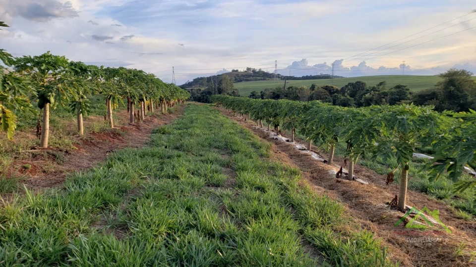 Imagens do imóveis Área com 4 alqueires na Gleba Coroados em Londrina