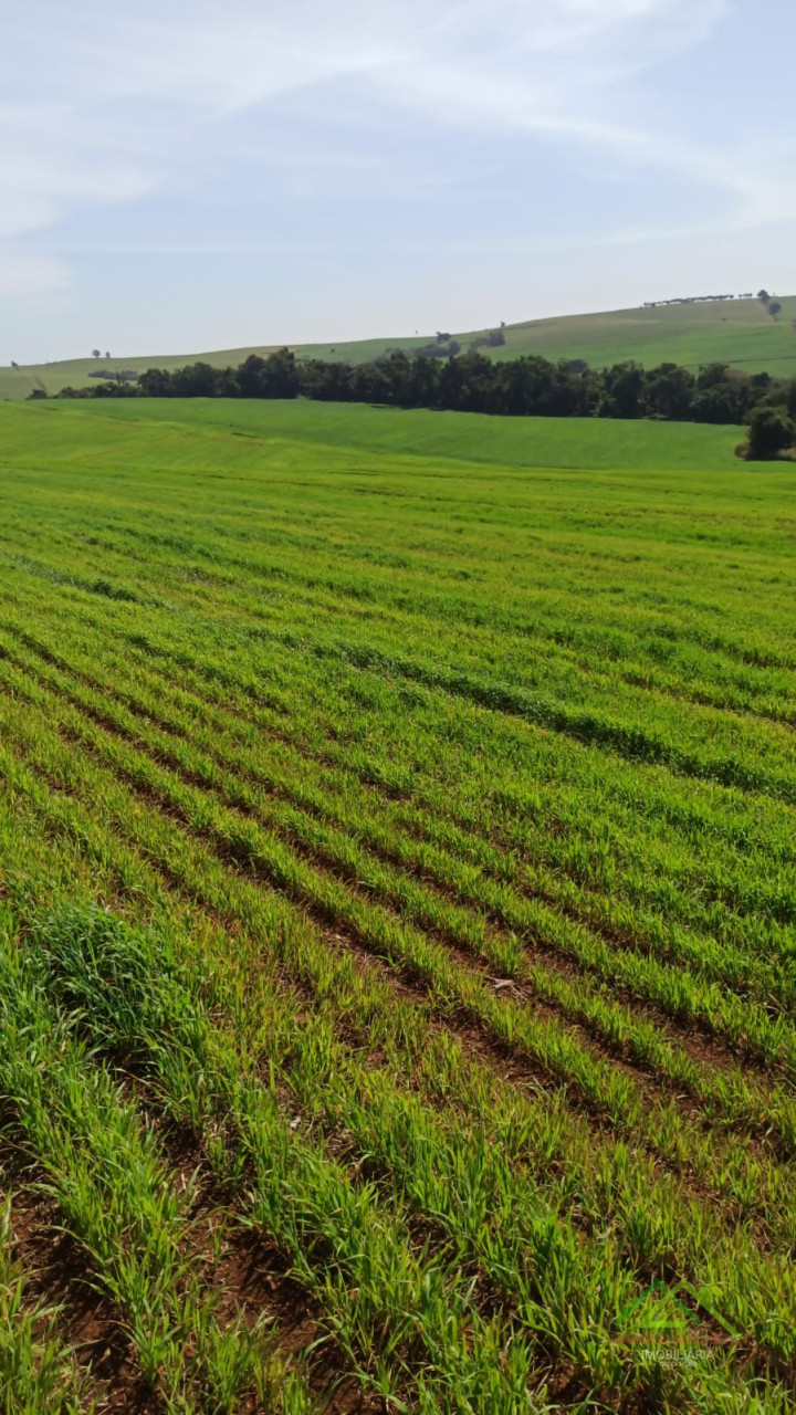 5.5 alqueires plantando 5 no Bartira Imagens do imóveis 5.5 alqueires plantando 5 no Bartira