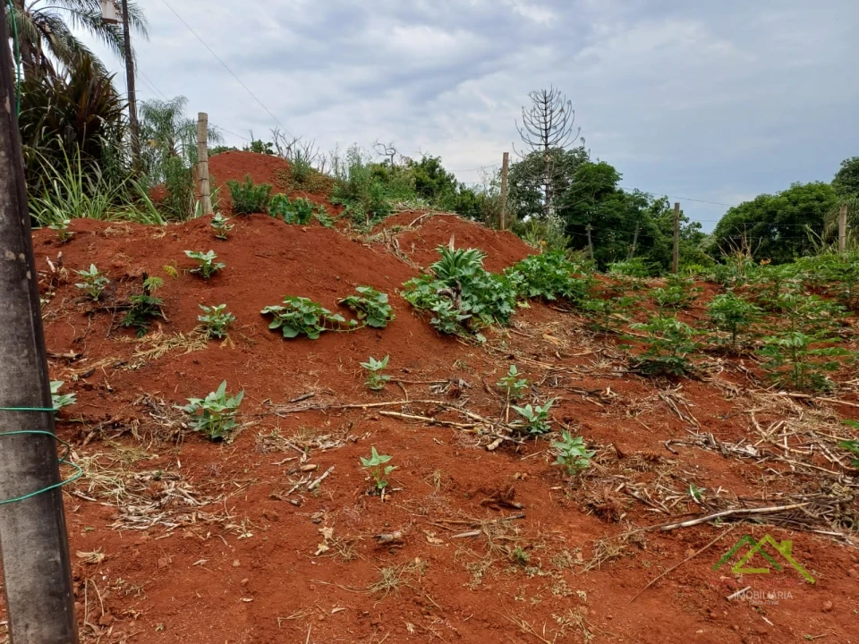 Imagens do imóveis Sítio com 5 alqueires predominante em pasto em Rolândia