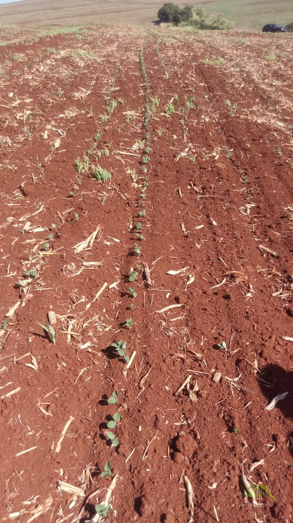 20 alqueires plantando 19,5 Imagens do imóveis 20 alqueires plantando 19,5